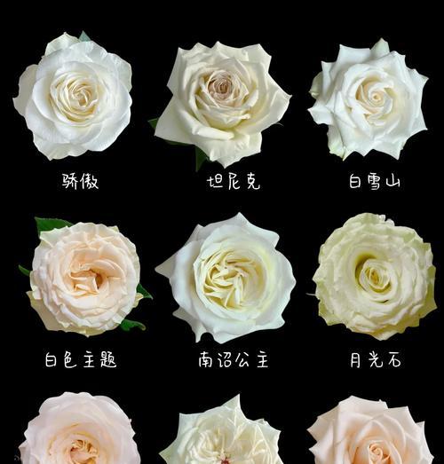 蓝玫瑰和白玫瑰各自有什么花语？