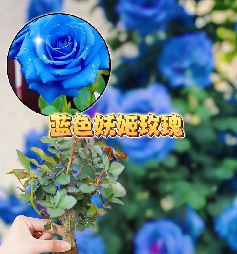 紫蓝玫瑰的寓意是什么？有哪些图片展示？