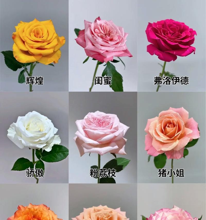 28朵玫瑰花代表什么？送28朵玫瑰花有什么特别含义吗？