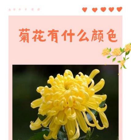 一年级下册简短句子关于菊花有哪些？如何用成语描述菊花？