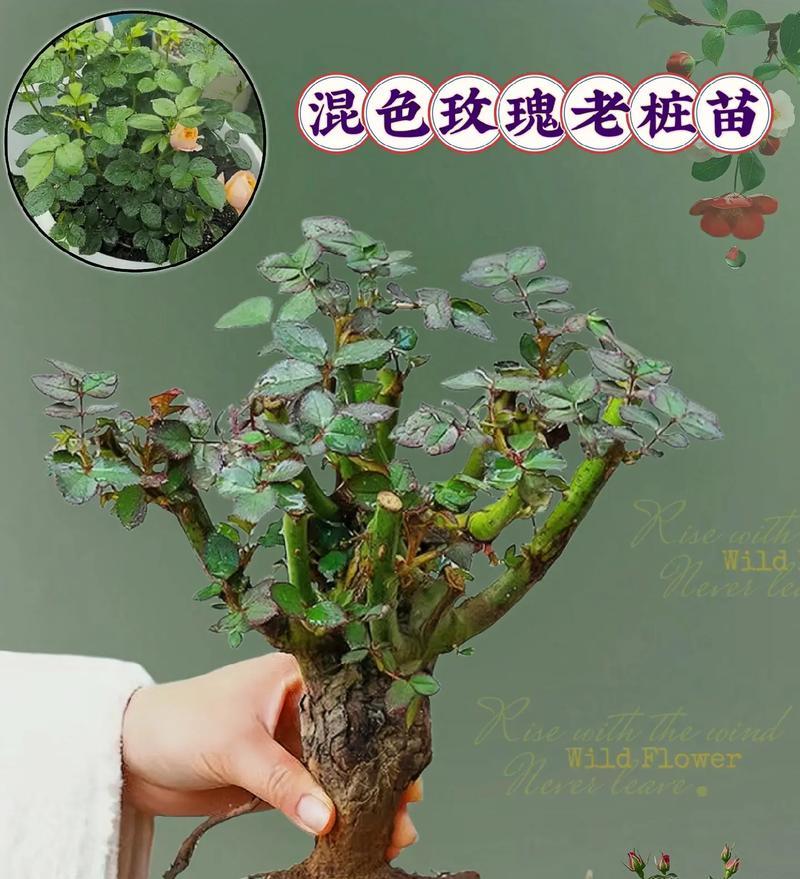 1298朵玫瑰花代表什么？哪里可以找到相关图片？