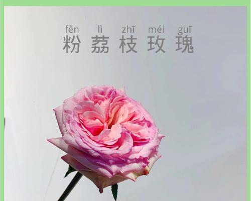 粉色玫瑰的英文说法是什么？