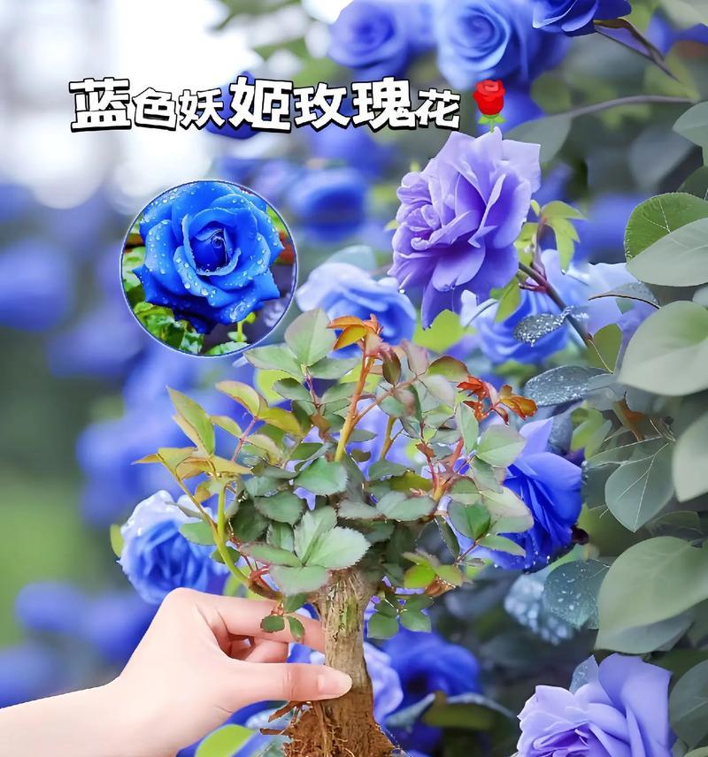 紫蓝玫瑰的图片寓意是什么？代表了哪些情感？