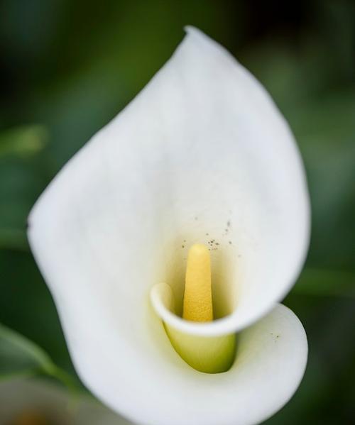 56朵白玫瑰花的含义是什么？如何用简单图片表达爱意？