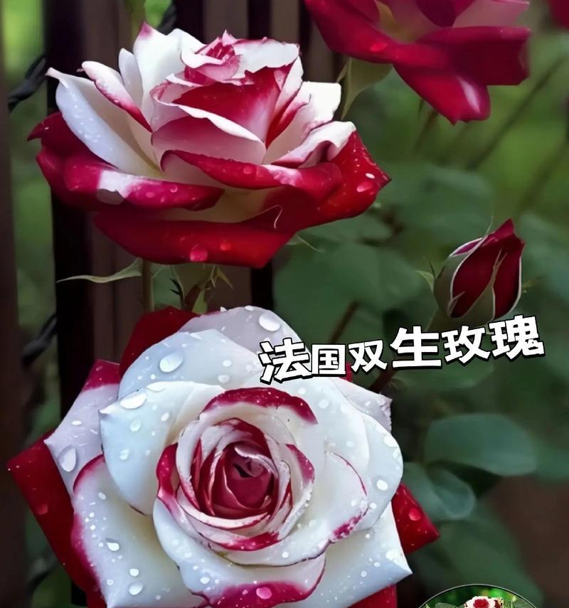 两支红玫瑰对女性有何寓意？