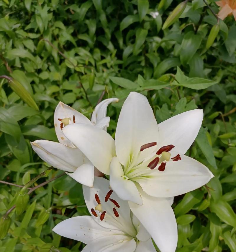 七朵玫瑰加两朵百合的寓意是什么？含义是什么？
