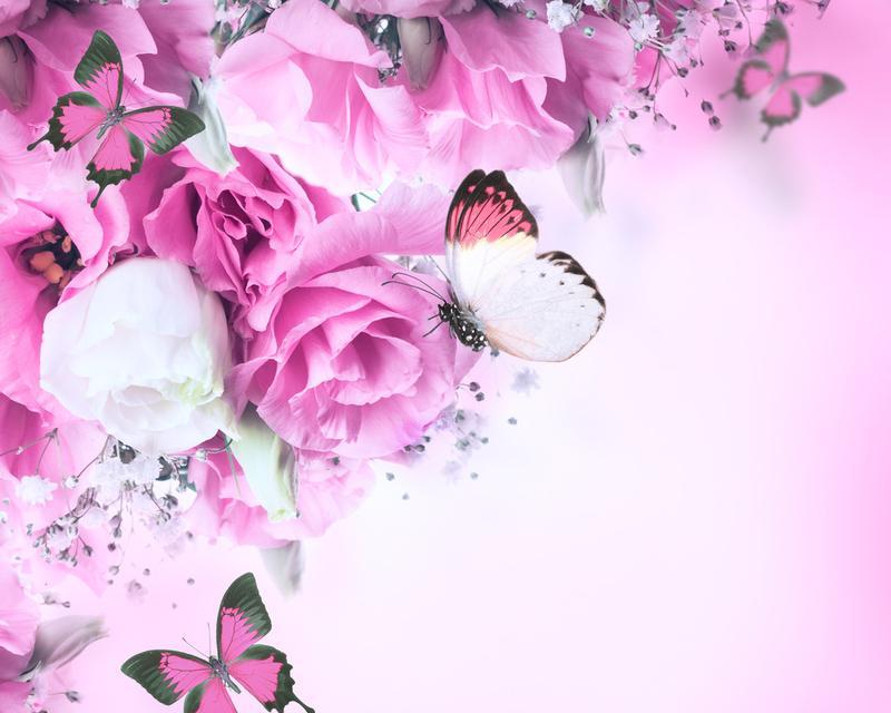蝴蝶玫瑰花照片