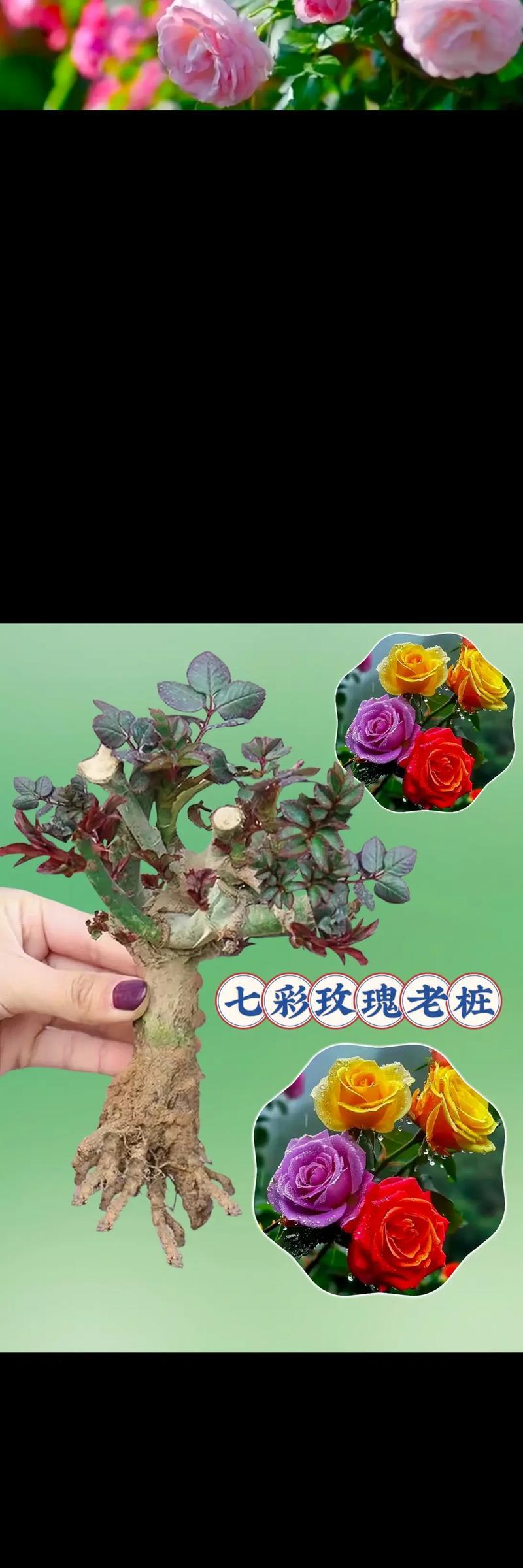 开花后的多色玫瑰图片欣赏