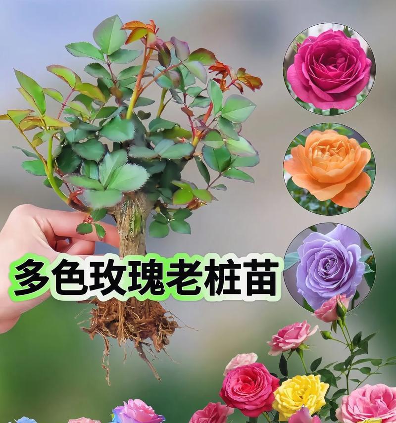 开花后的多色玫瑰图片欣赏