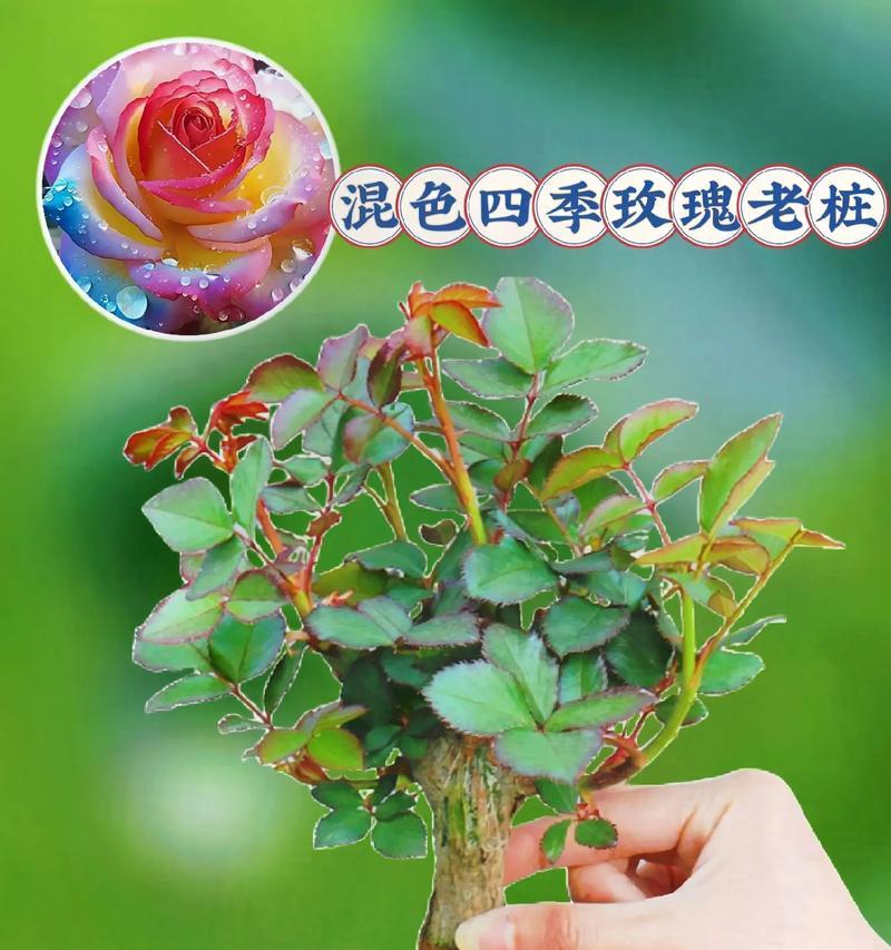 开花后的多色玫瑰图片欣赏