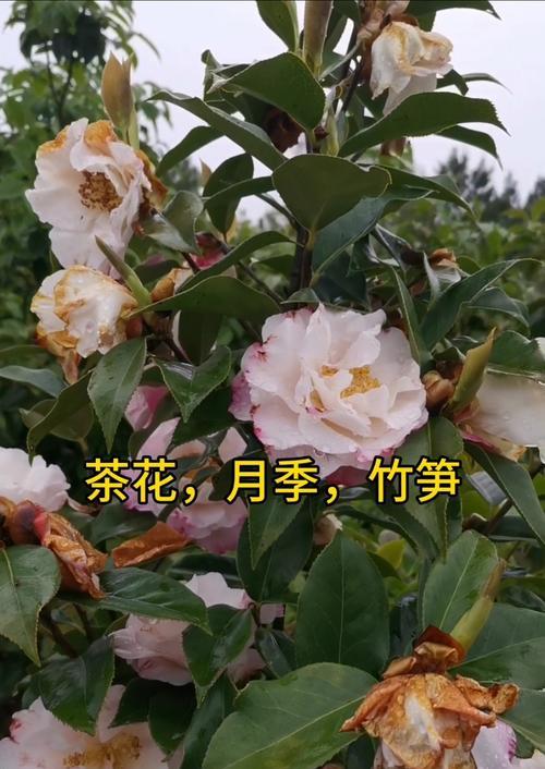 茶花嫁接月季花能活吗视频播放下载