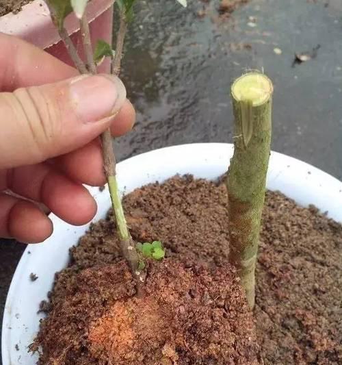 茶花嫁接月季花能活吗视频播放下载