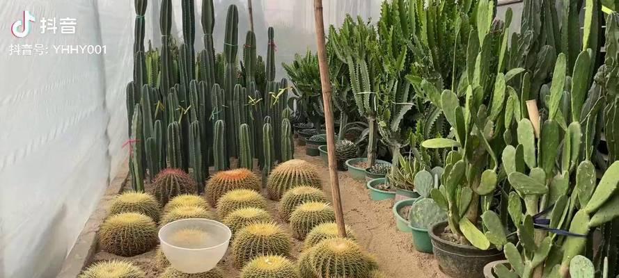 大连养花大棚出租信息
