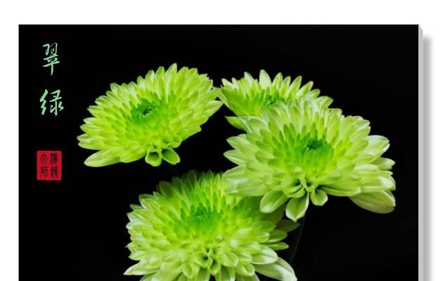 写菊花不少于三百字吗