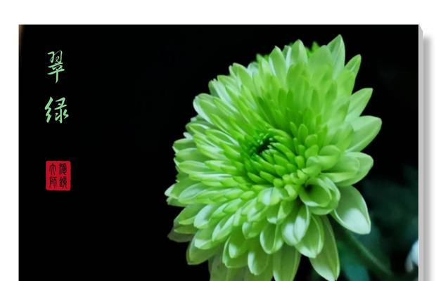 写菊花不少于三百字吗