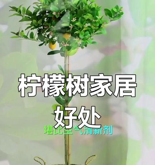 室内盆栽柠檬树的养殖方法和时间视频简单