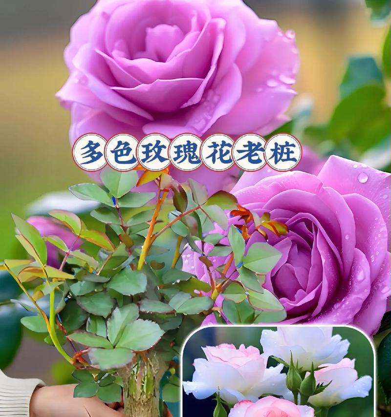 买了玫瑰老桩多久可以开花