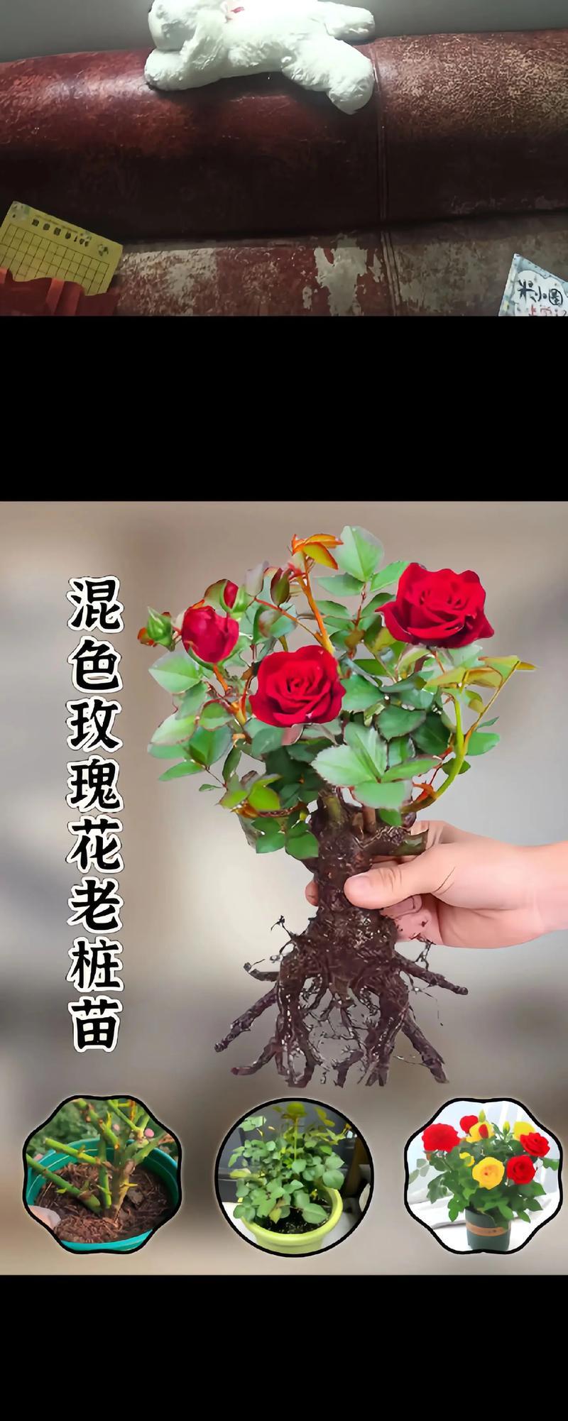 买了玫瑰老桩多久可以开花