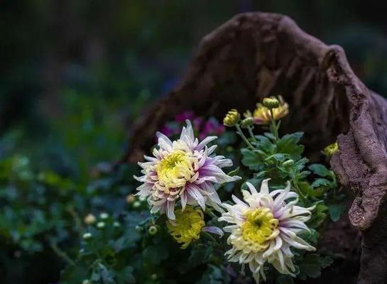 采完菊花的感想是什么呢啊