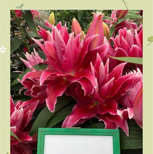 2朵百合花和13朵玫瑰花哪个好