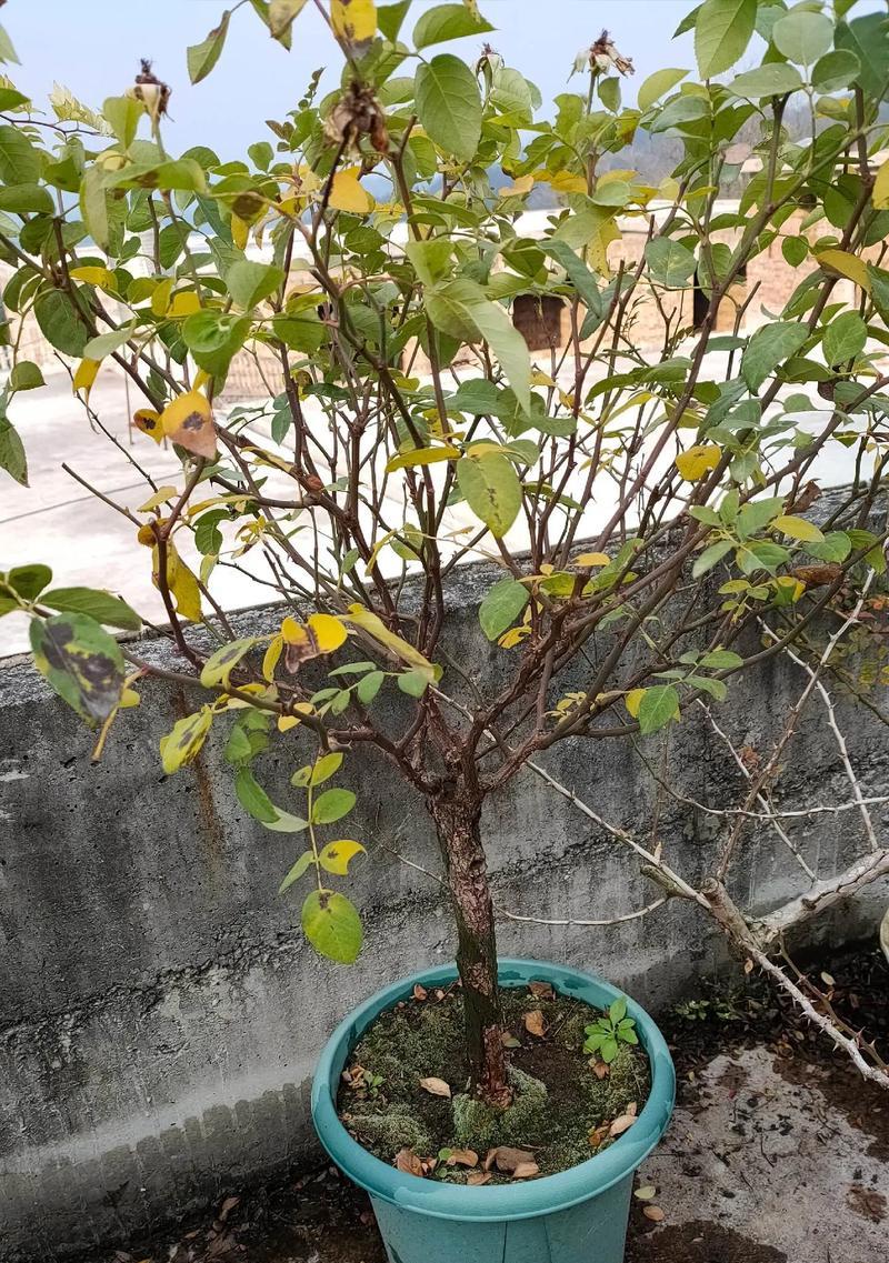 盆栽树状月季小苗用什么砧木嫁接最好
