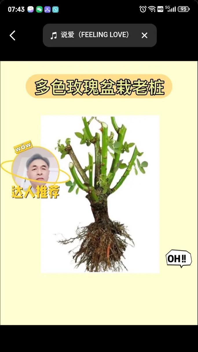 盆栽树状月季小苗用什么砧木嫁接最好