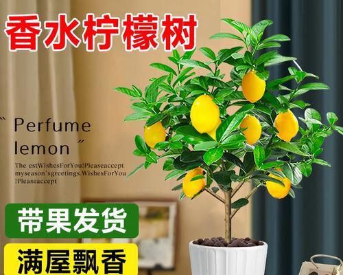 室内盆栽柠檬树如何养护视频教学