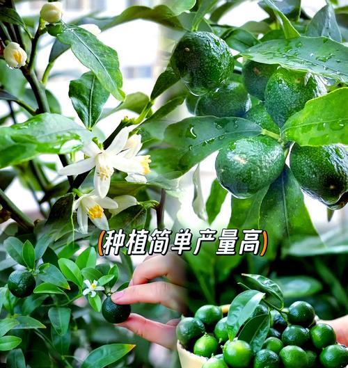 室内盆栽柠檬树如何养护视频教学