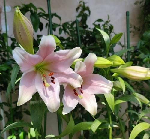 百合花瓶养花技巧图解