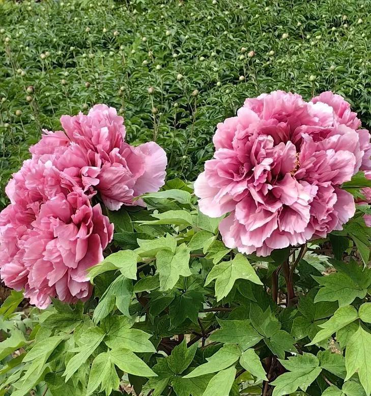 拍牡丹花该怎么拍照比较好