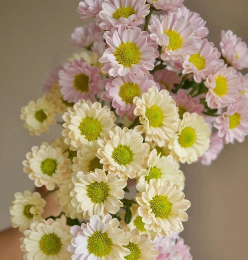 白色雏菊的花语是什么？白色雏菊代表的含义是什么？