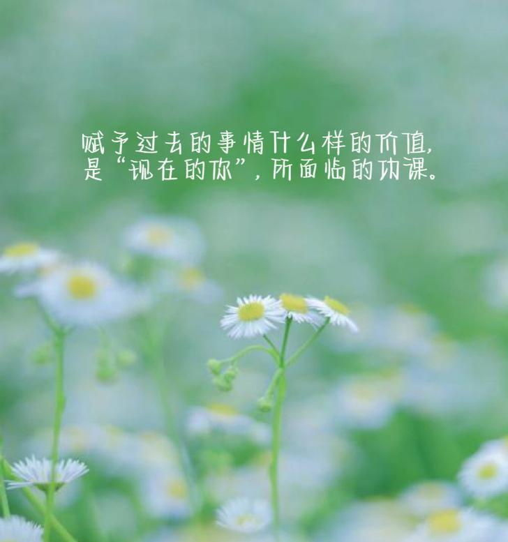白色雏菊的花语是什么？白色雏菊代表的含义是什么？