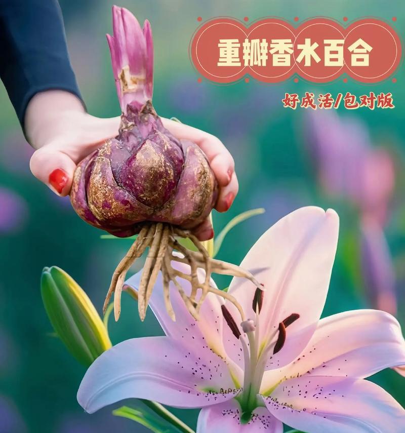 百合花半红半白象征什么？有何特殊寓意？