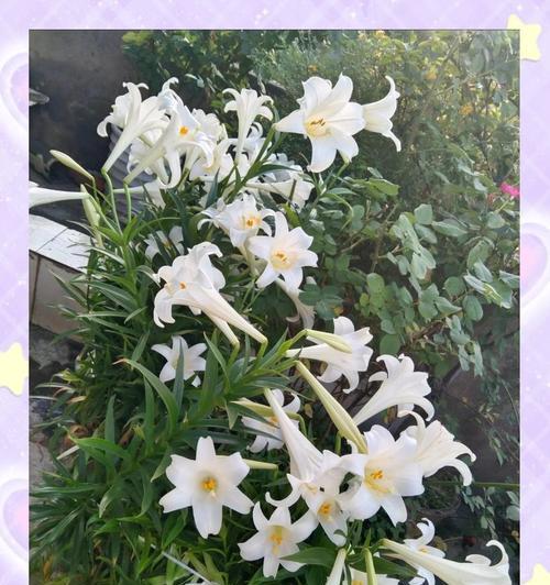 百合花的花语有哪些含义？
