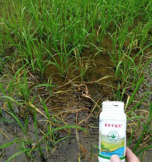 水稻一株双穗的寓意是什么？