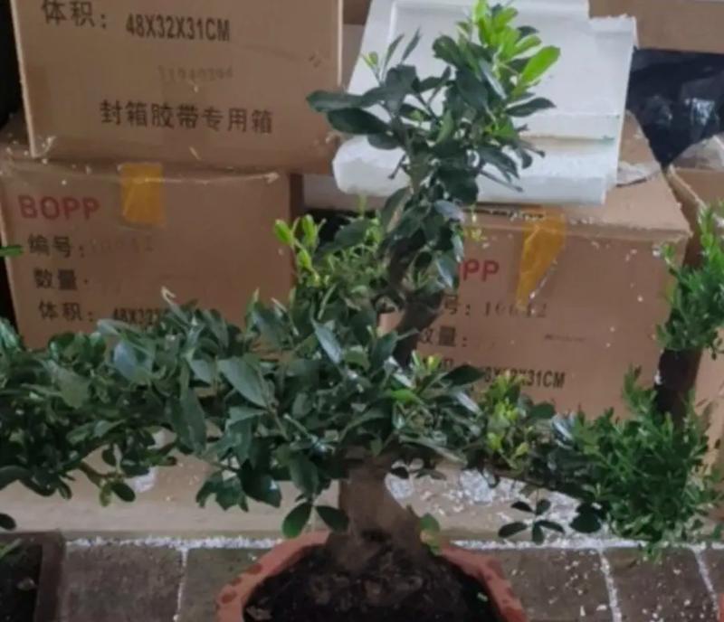 新开张店铺适合送哪种盆栽？