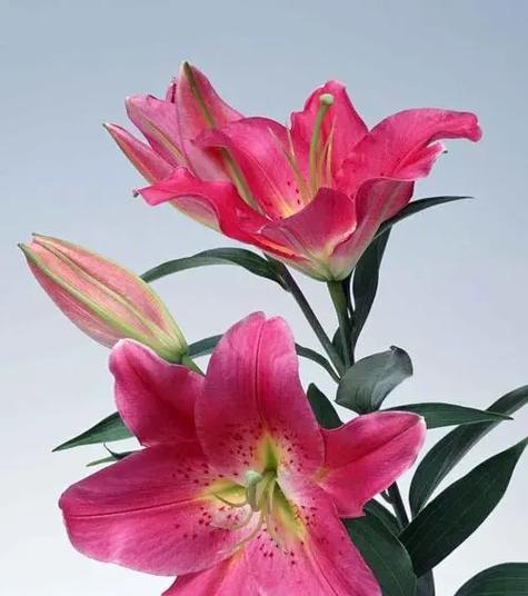 2支百合和8支玫瑰组合的花语是什么？