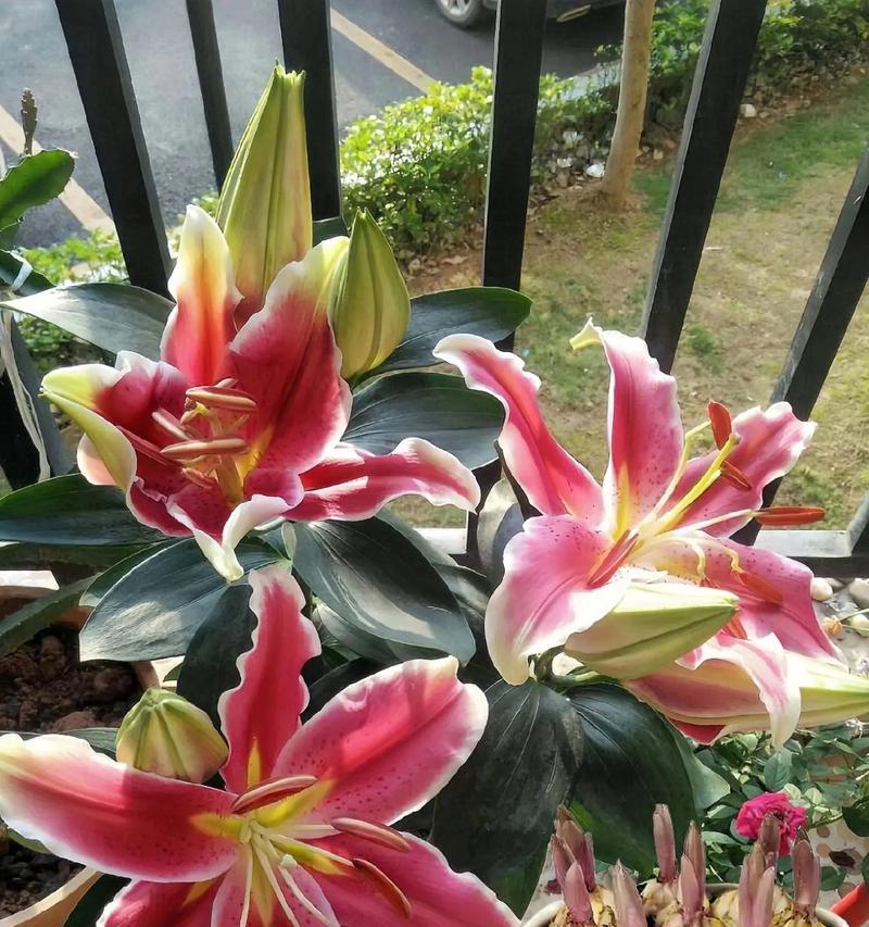 女人买百合花是什么意思？