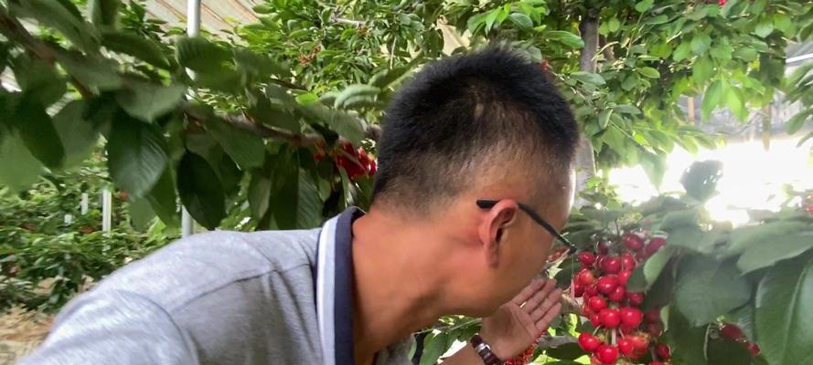 樱桃树反剪是什么意思？该如何处理？