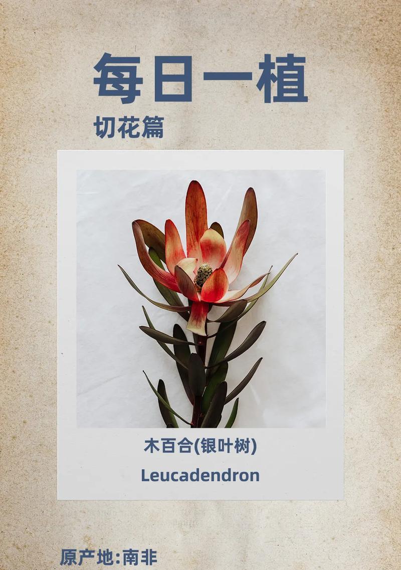 百合君在网络用语中指代什么？