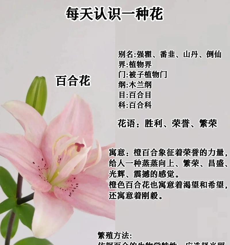 百合君在网络用语中指代什么？