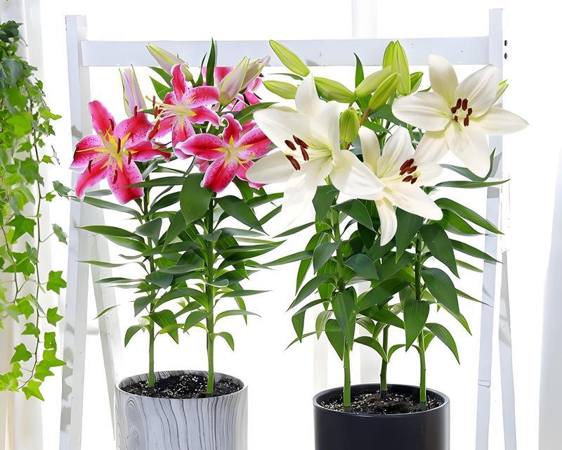 如何正确养护百合花？