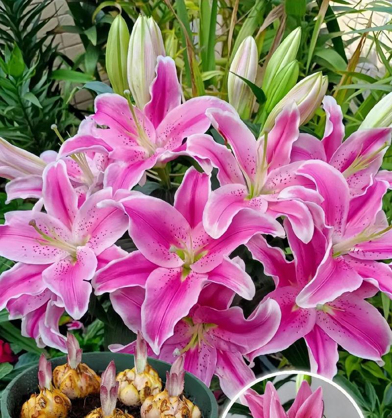 百合lg代表什么？花语有哪些含义？