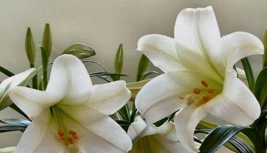 百合lg代表什么？花语有哪些含义？