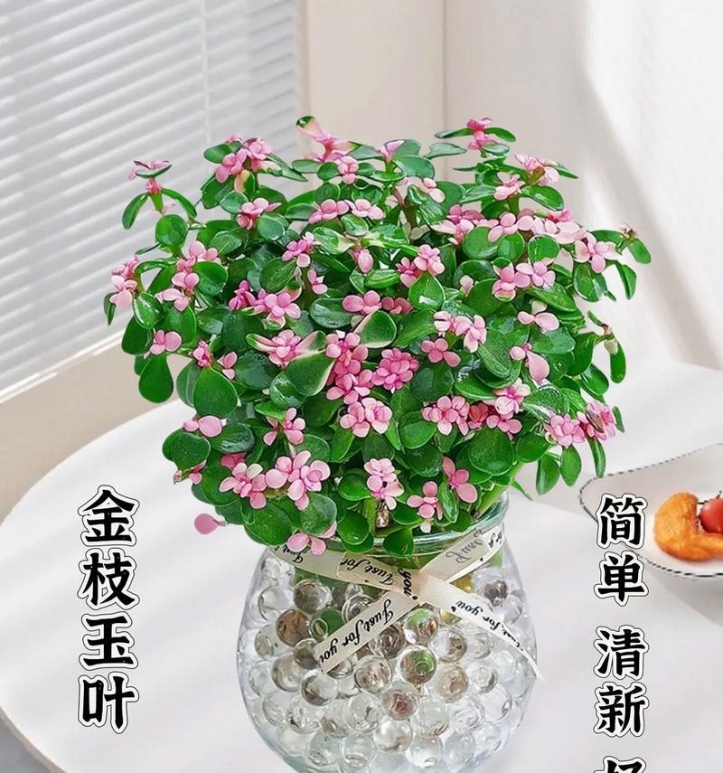 新官上任时送盆栽有何寓意？