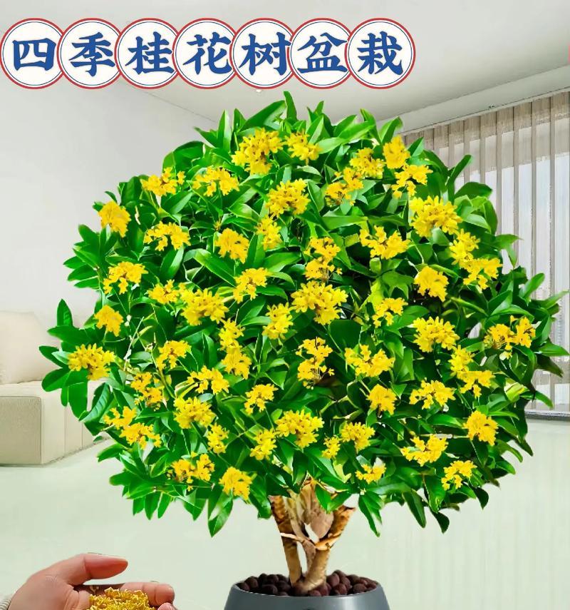 设计院赠送的合适盆栽有哪些选择？