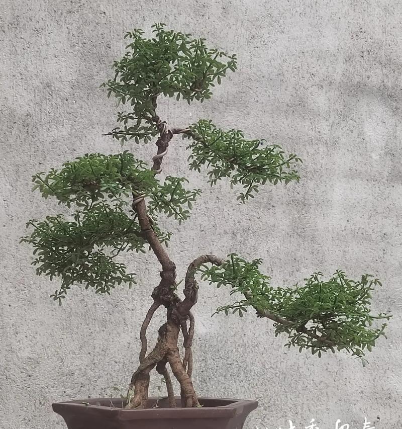 设计院赠送的合适盆栽有哪些选择？