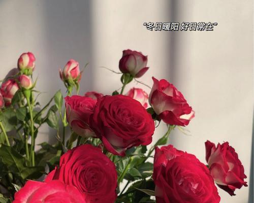 狮子拿玫瑰花代表什么？这种组合在文化中有何含义？