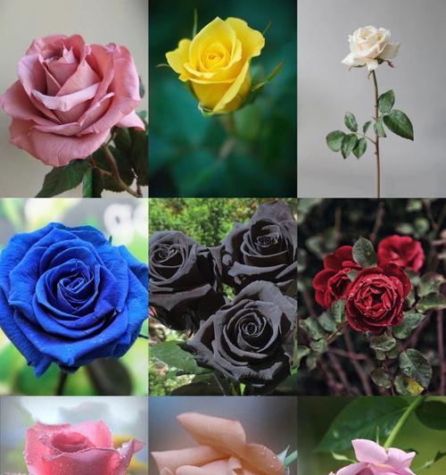 大学生适合送哪种玫瑰花？