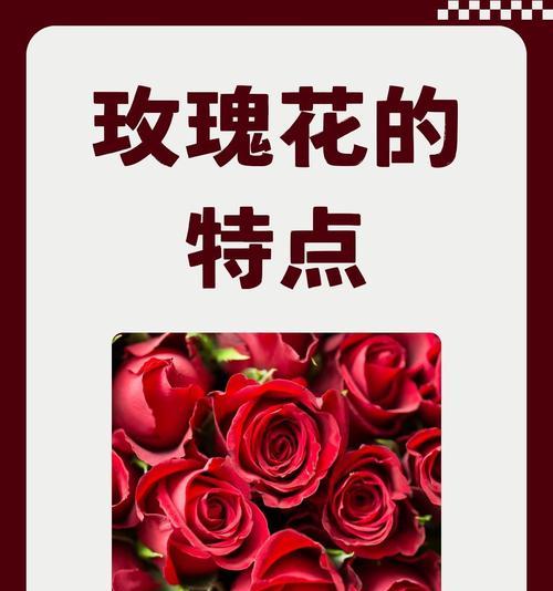 玫瑰花送给男人有何深意？它在性别文化中代表了什么？